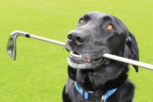 dog golf 1